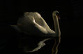 edited-swan.jpg